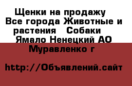 Щенки на продажу - Все города Животные и растения » Собаки   . Ямало-Ненецкий АО,Муравленко г.